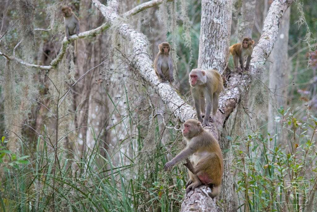 Florida's Wild Monkeys Attract Visitors (and Controversy)