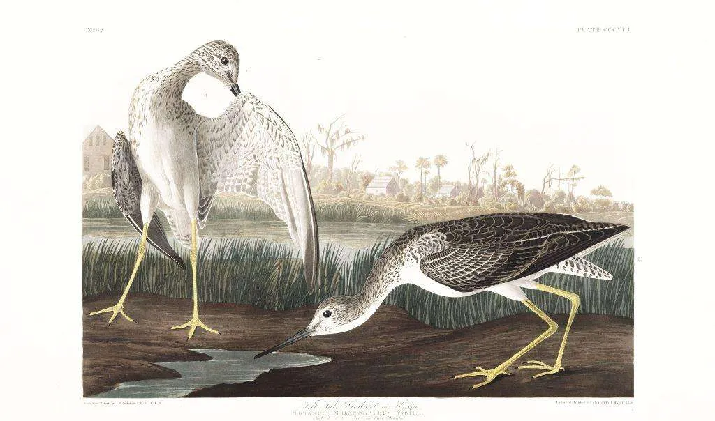 Greater Yellowlegs - Audubon